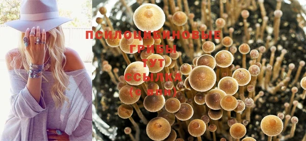 индика Зеленокумск